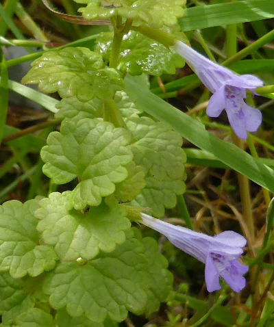 glechoma hederacea