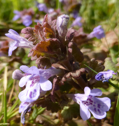 glechoma hederacea