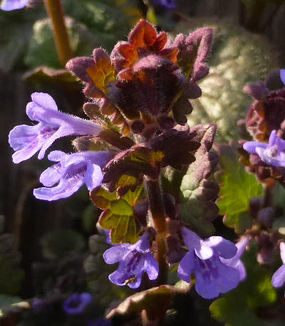 glechoma hederacea