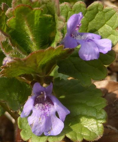 glechoma hederacea