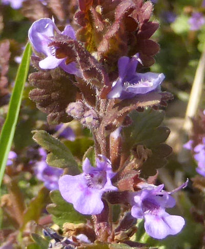 glechoma hederacea