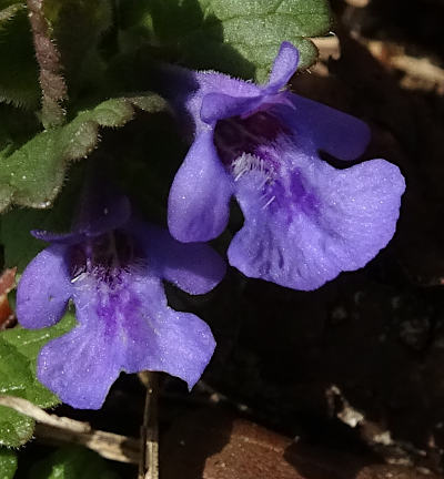 glechoma hederacea