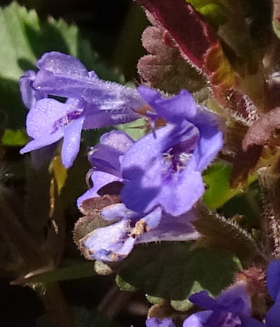 glechoma hederacea