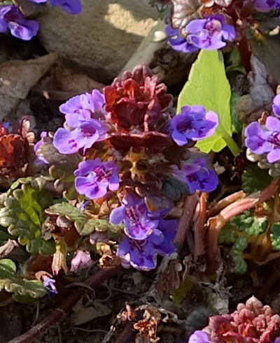 glechoma hederacea