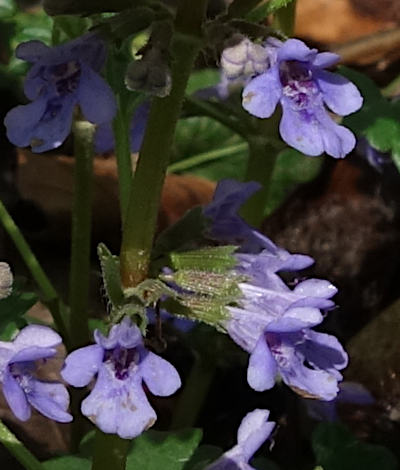 glechoma hederacea