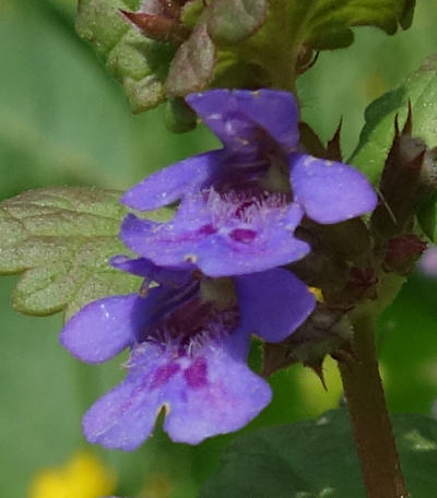 glechoma hederacea