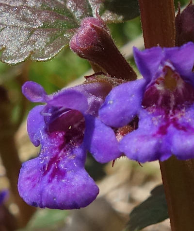 glechoma hederacea