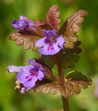 glechoma hederacea