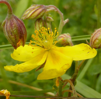 helianthemum nummularium