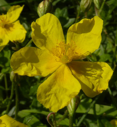 helianthemum nummularium