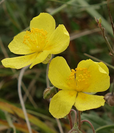 helianthemum nummularium