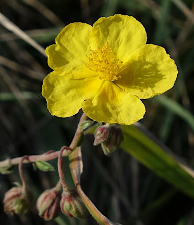 helianthemum nummularium