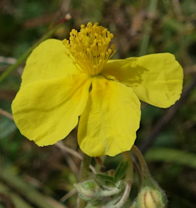 helianthemum nummularium