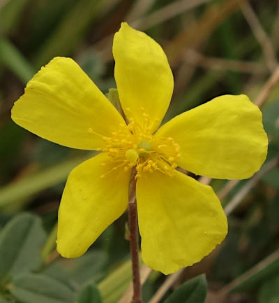 helianthemum nummularium