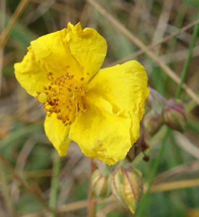 helianthemum nummularium