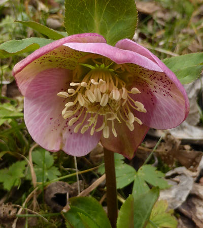 helleborus niger