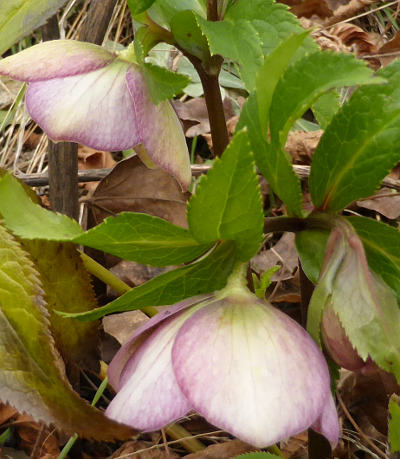 helleborus niger