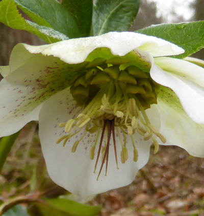 helleborus niger