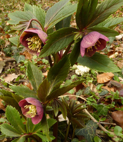 helleborus niger