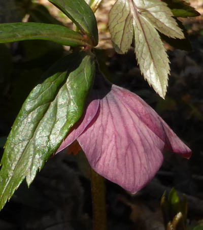 helleborus niger