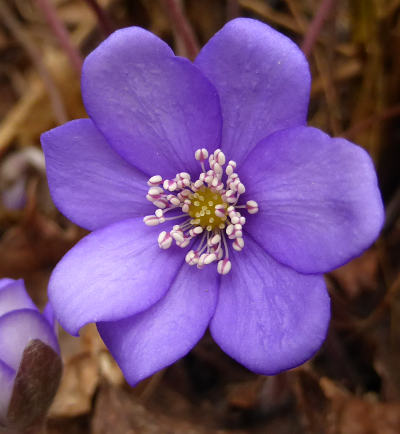 hepatica nobilis