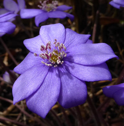 hepatica nobilis