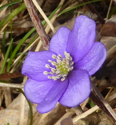 hepatica nobilis