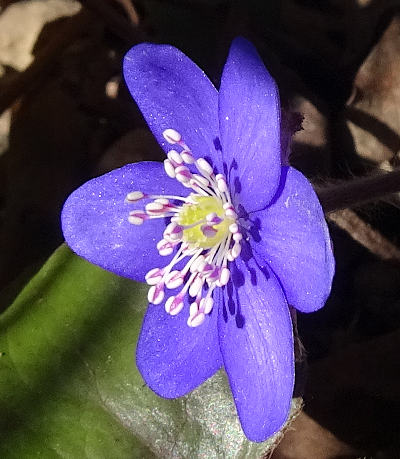 hepatica nobilis