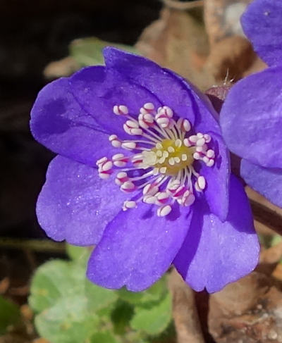 hepatica nobilis