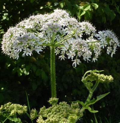 heracleum sphondylium