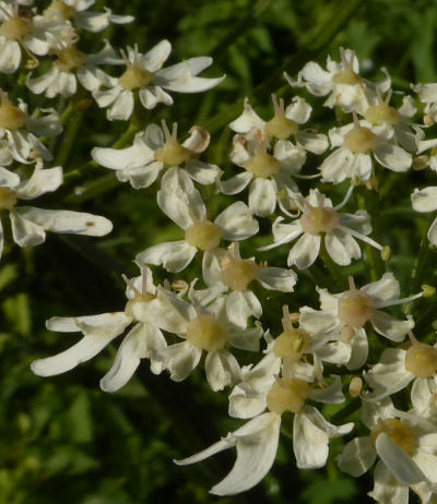 heracleum sphondylium