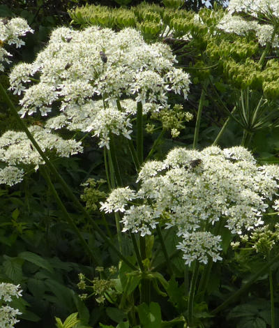 heracleum sphondylium