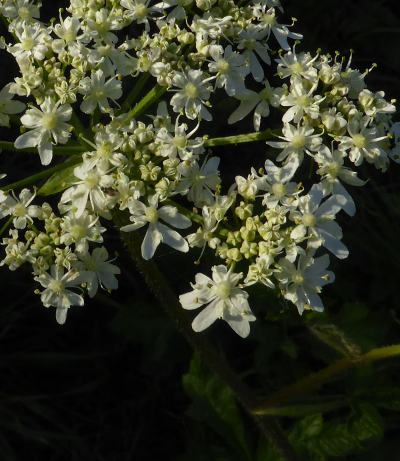 heracleum sphondylium