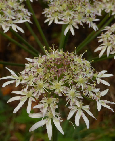 heracleum sphondylium