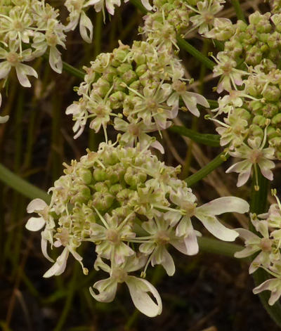 heracleum sphondylium