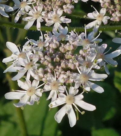 heracleum sphondylium