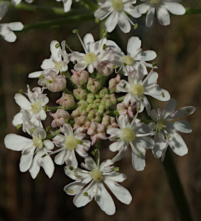 heracleum sphondylium