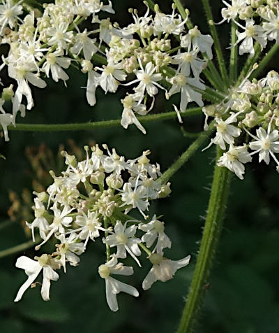 heracleum sphondylium