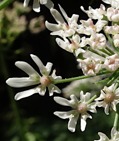 heracleum sphondylium