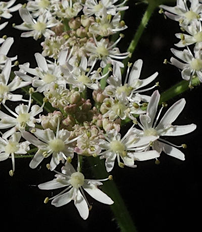 heracleum sphondylium