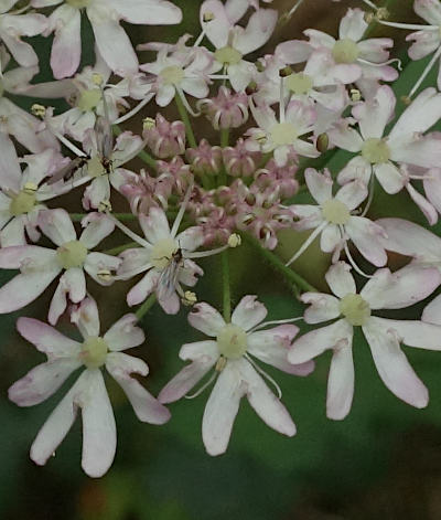 heracleum sphondylium