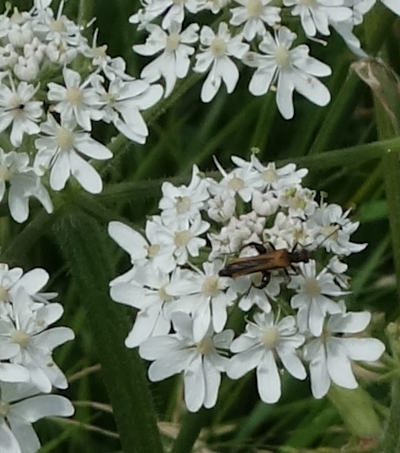 heracleum sphonylium