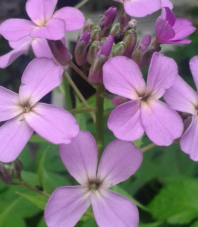 hesperis matronalis