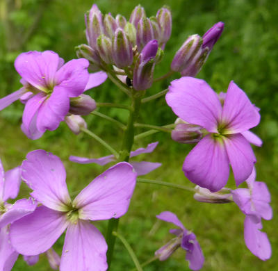 hesperis matronalis