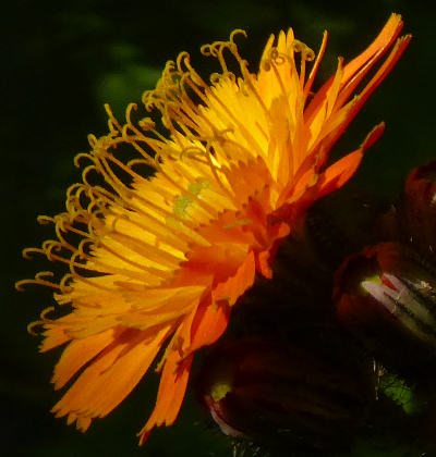 hieracium aurantiacum