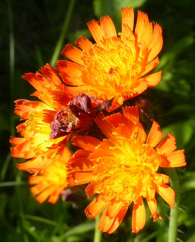 hieracium aurantiacum