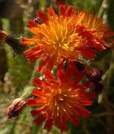 hieracium aurantiacum