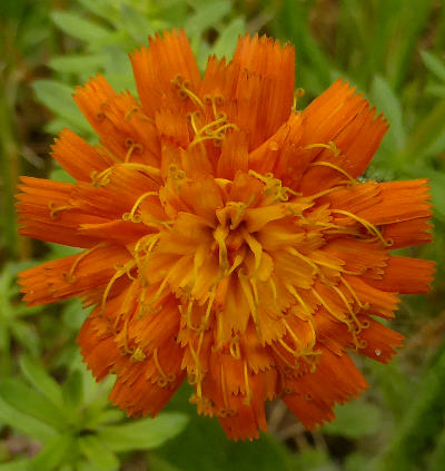 hieracium aurantiacum