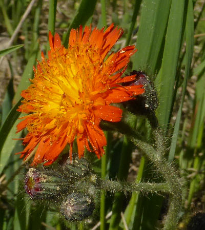 hieracium aurantiacum