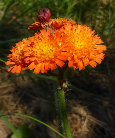 hieracium aurantiacum